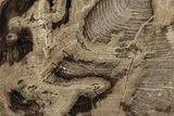 Polished Oligocene Petrified Wood (Pinus) - Australia #247846-1